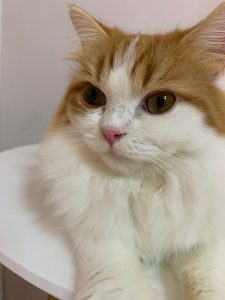 横浜の元町 中華街にある猫カフェ 猫ちゃんといっしょ スコティッシュフォールド