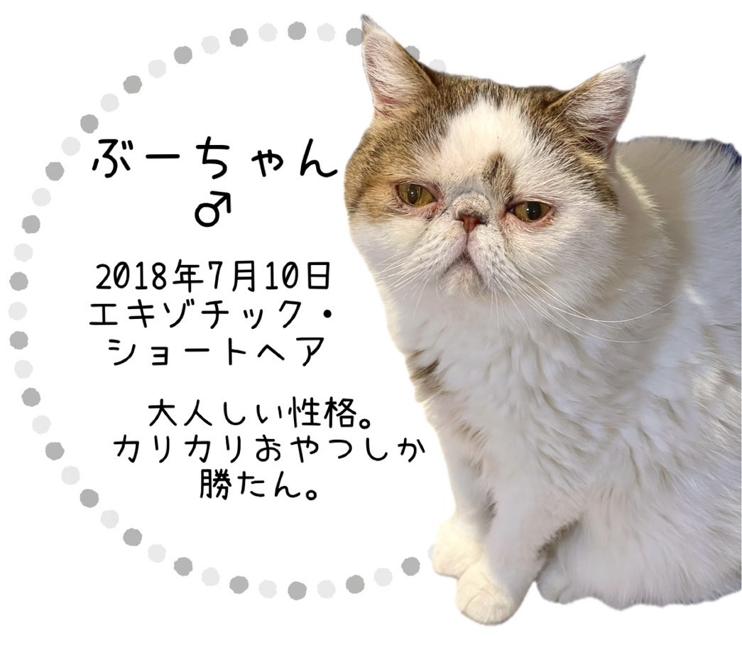 ぶーちゃん