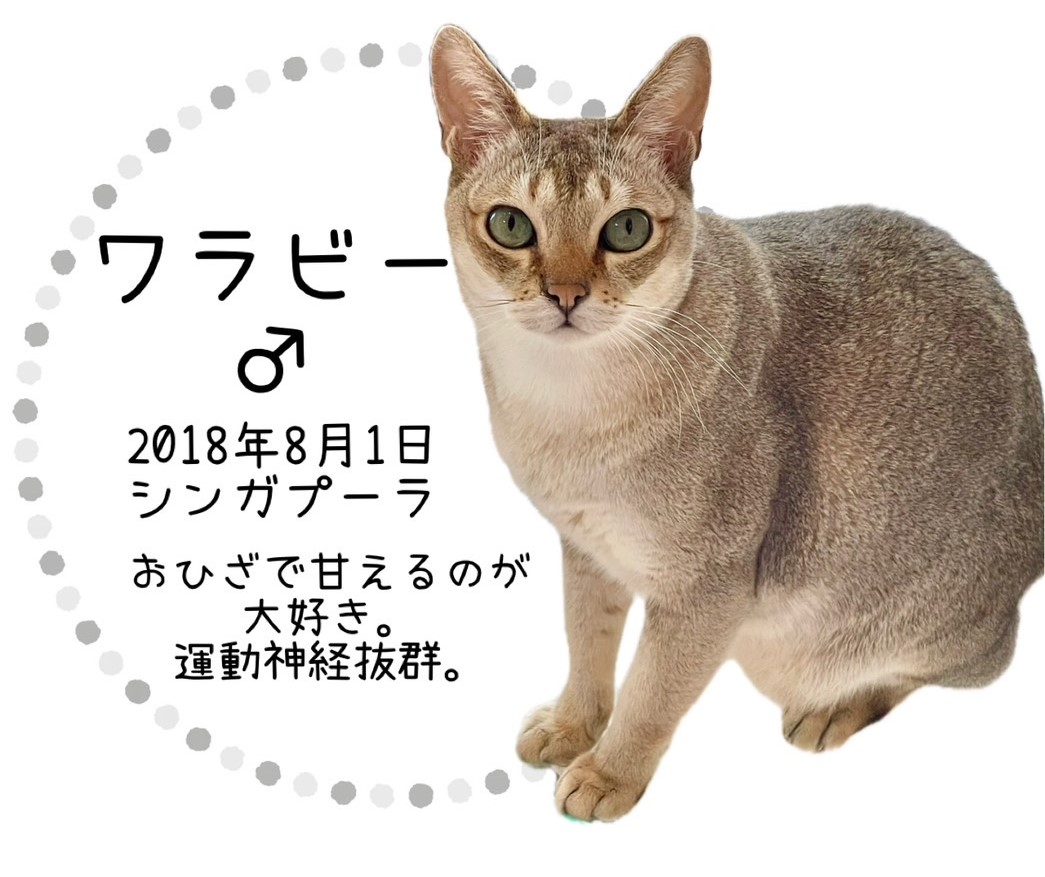 ワラビー