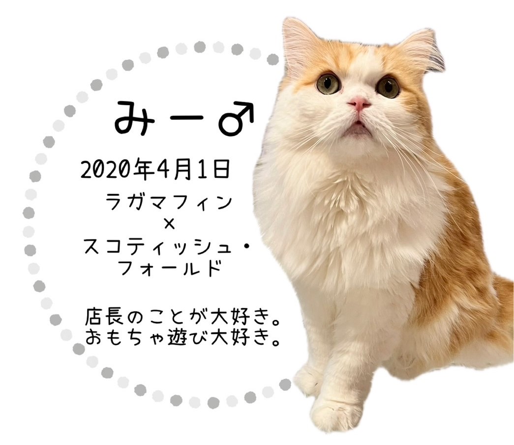 みー