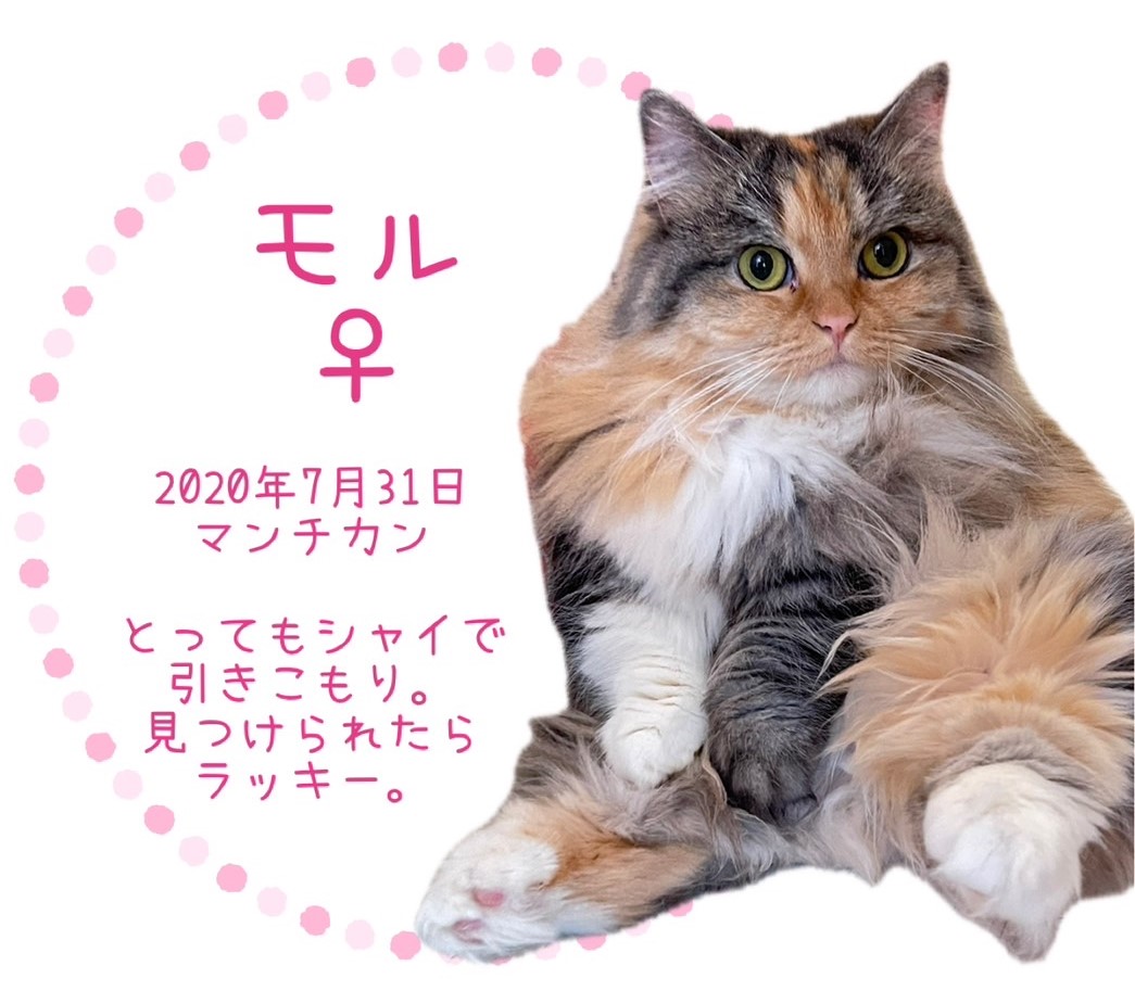 モル