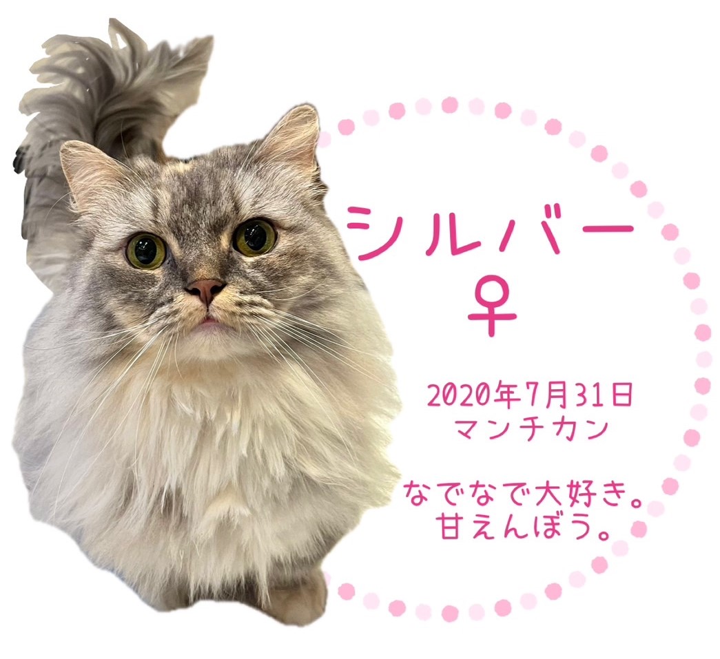 シルバー