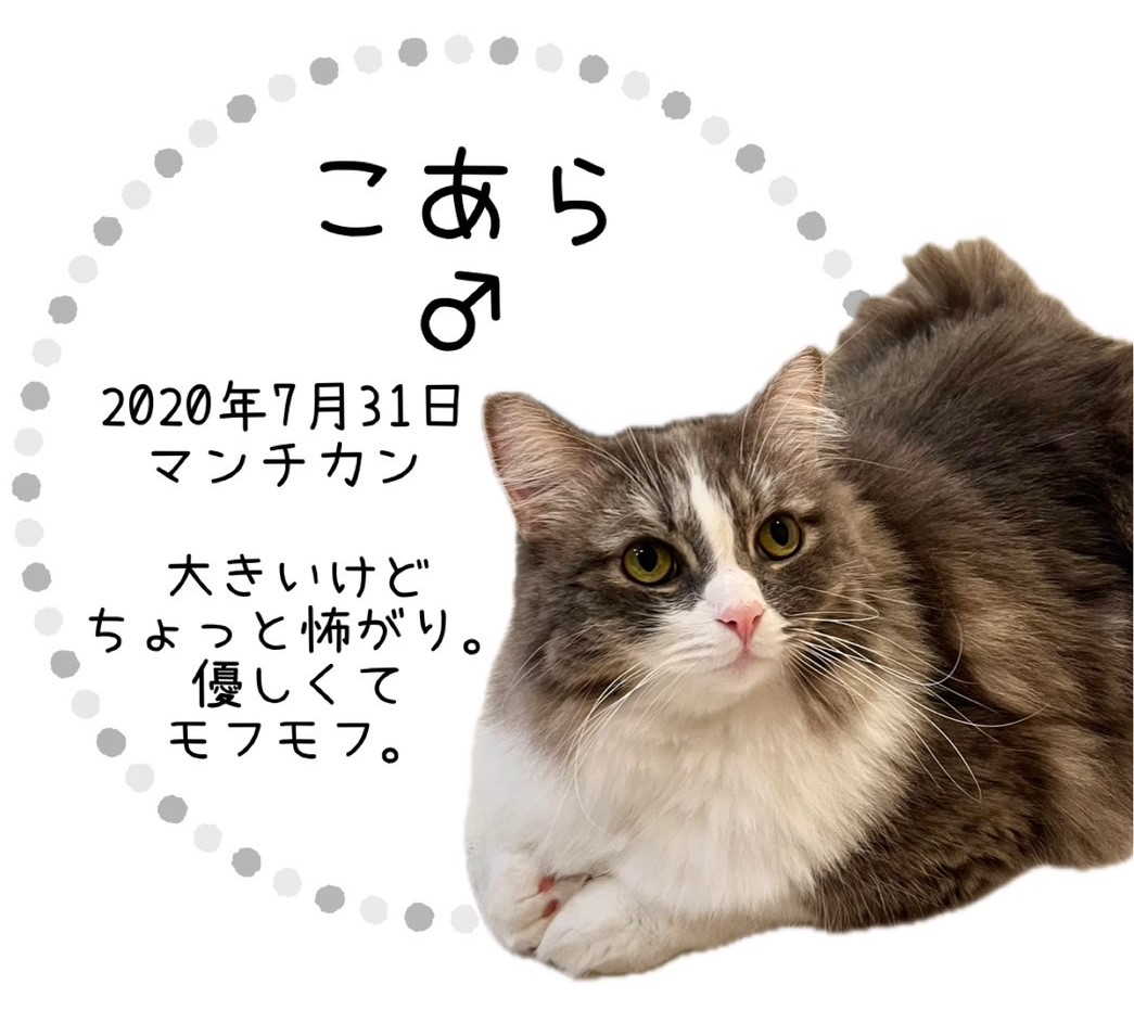 こあら