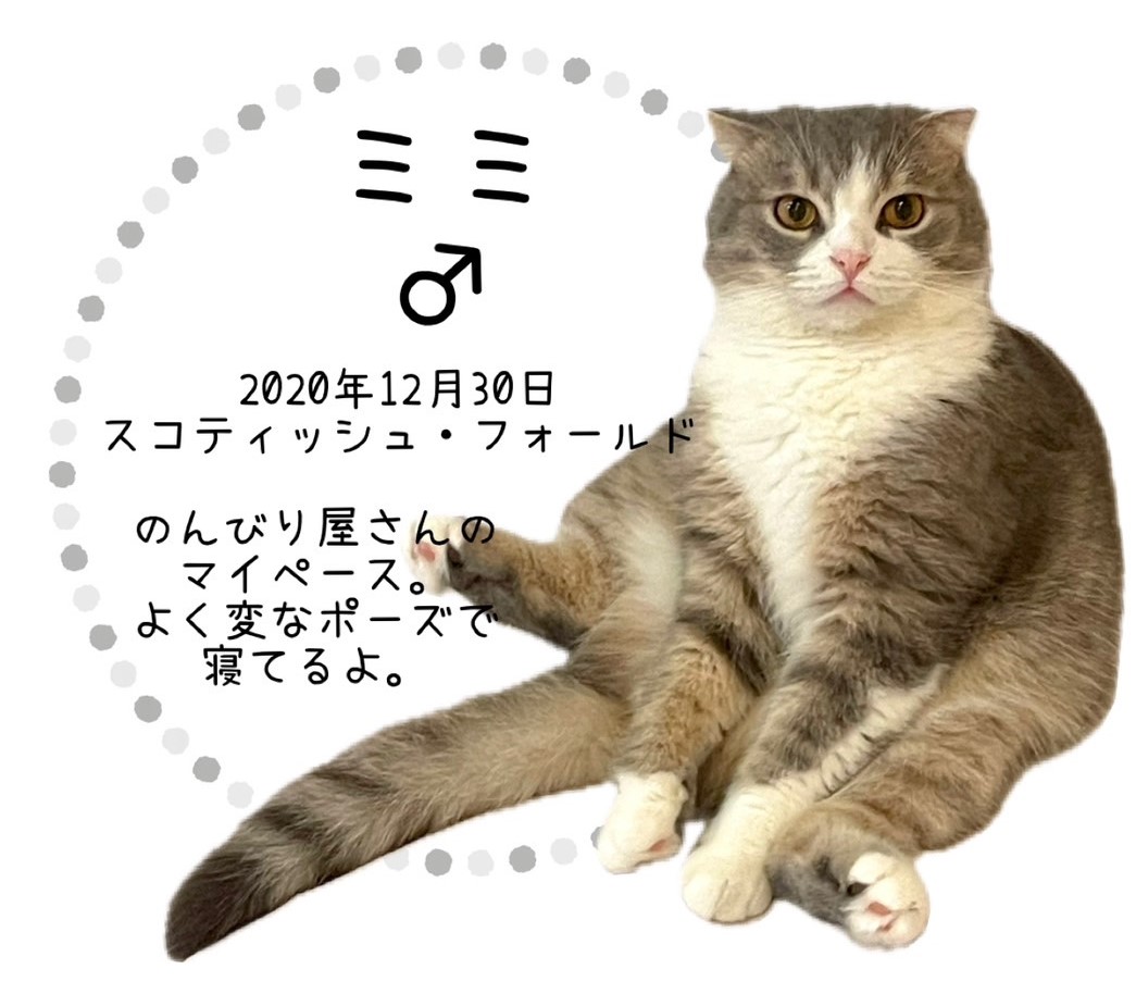 ミミ