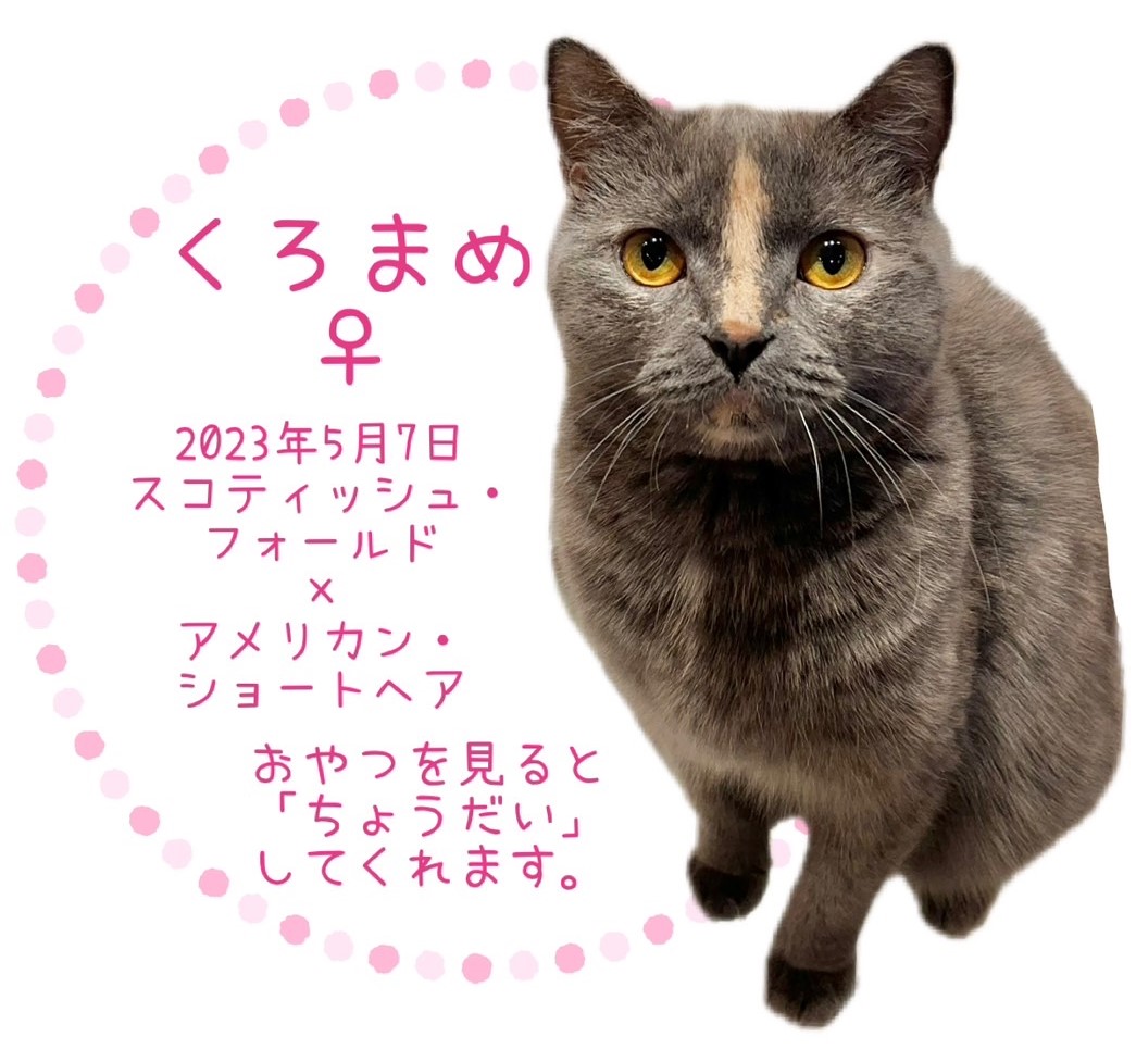 くろまめ