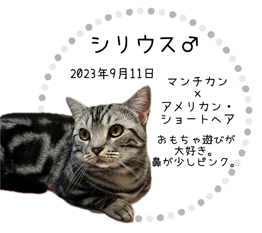 シリウス