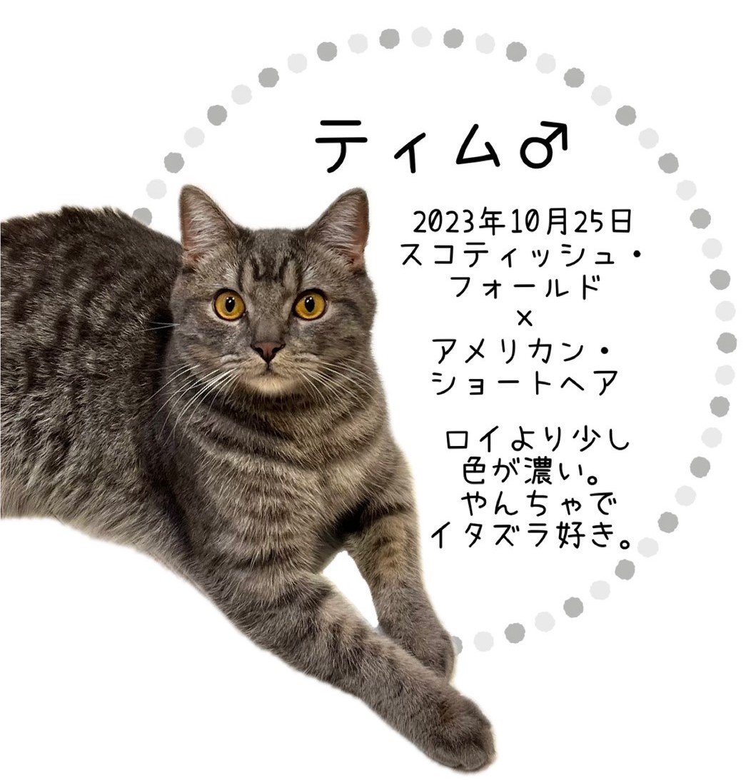 ティム