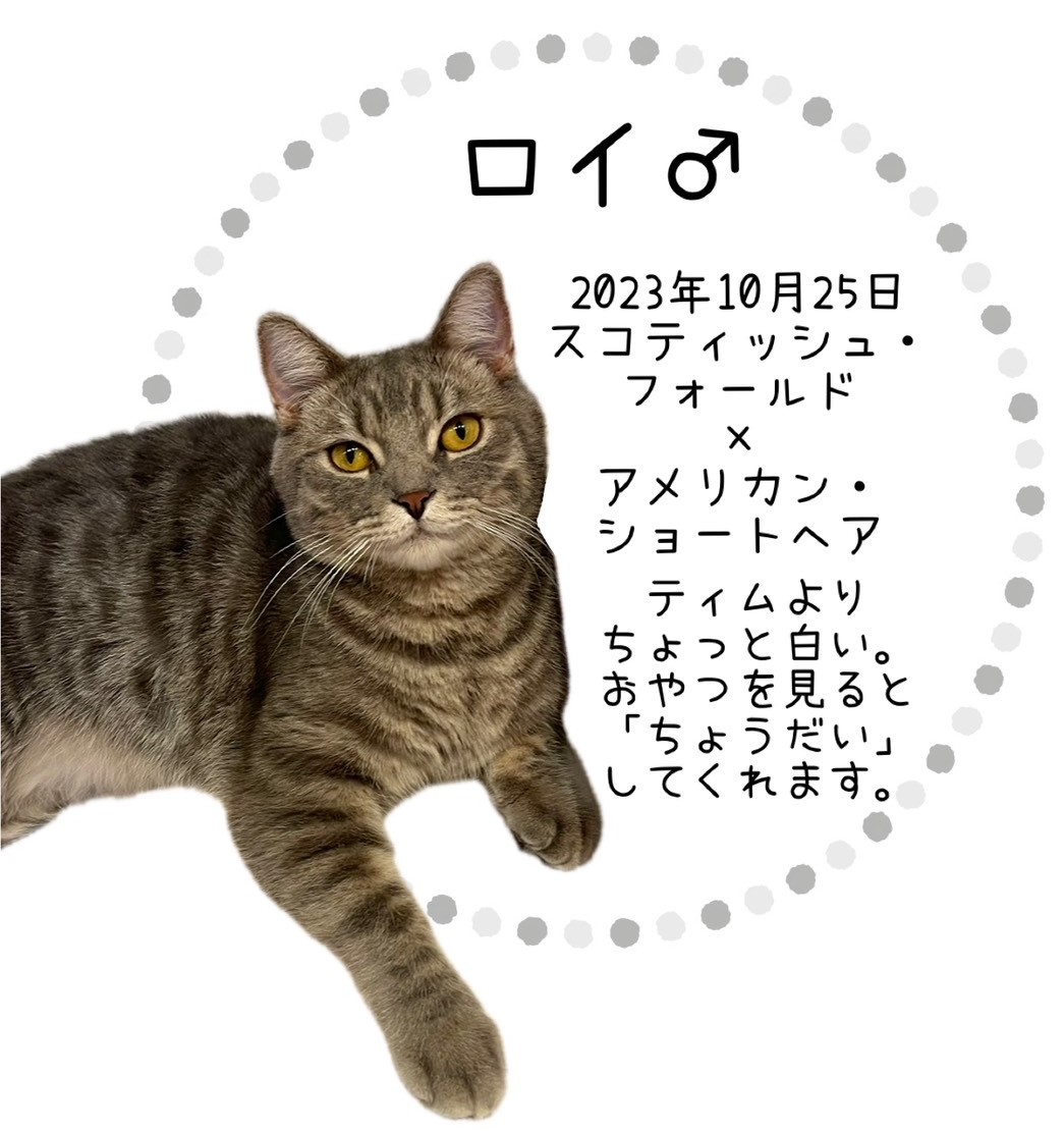 ロイ