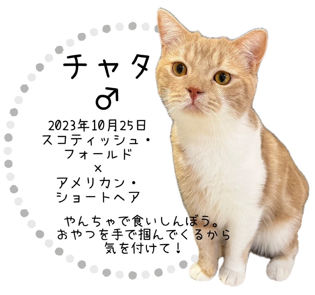 チャタ