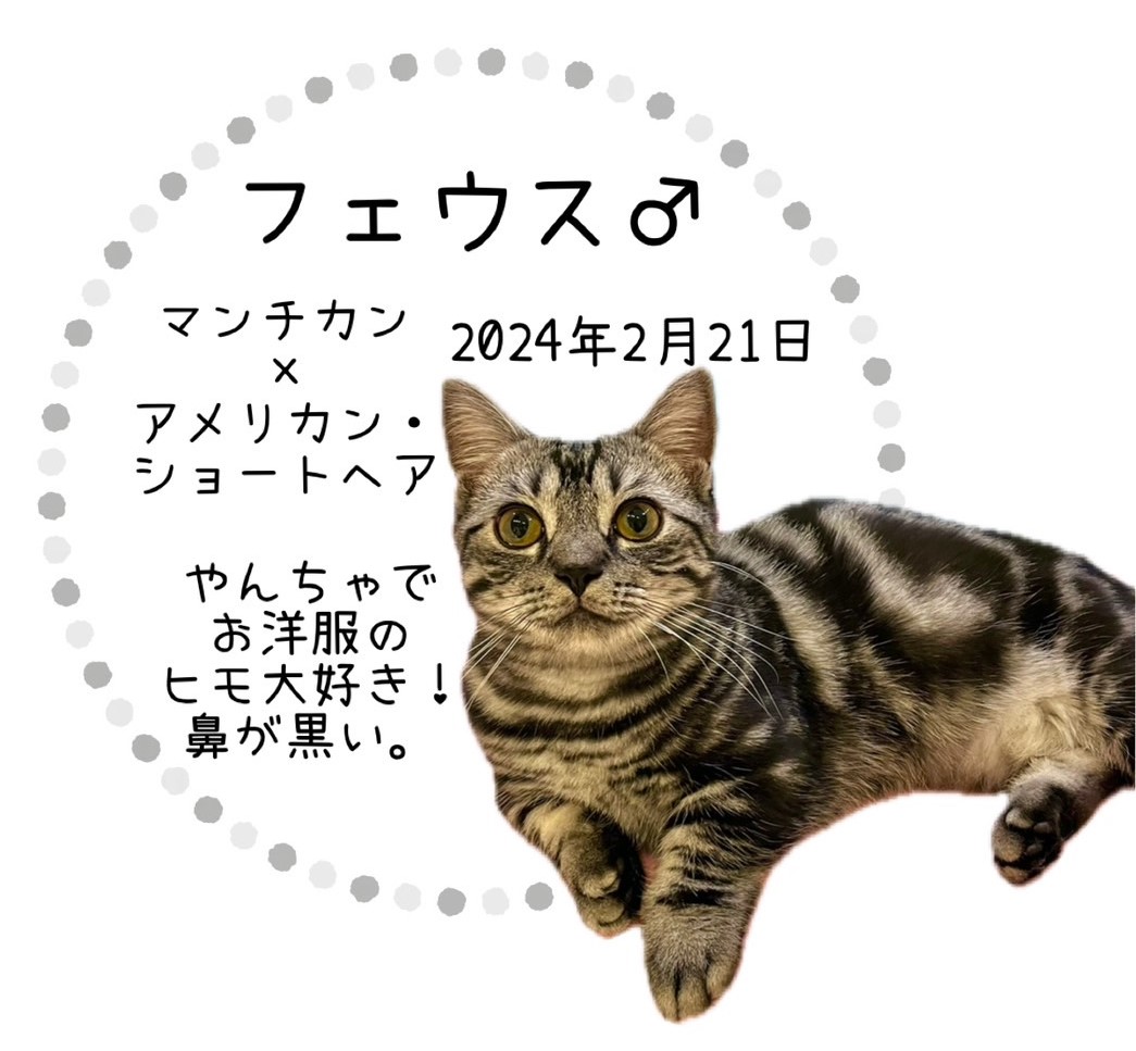 フェウス