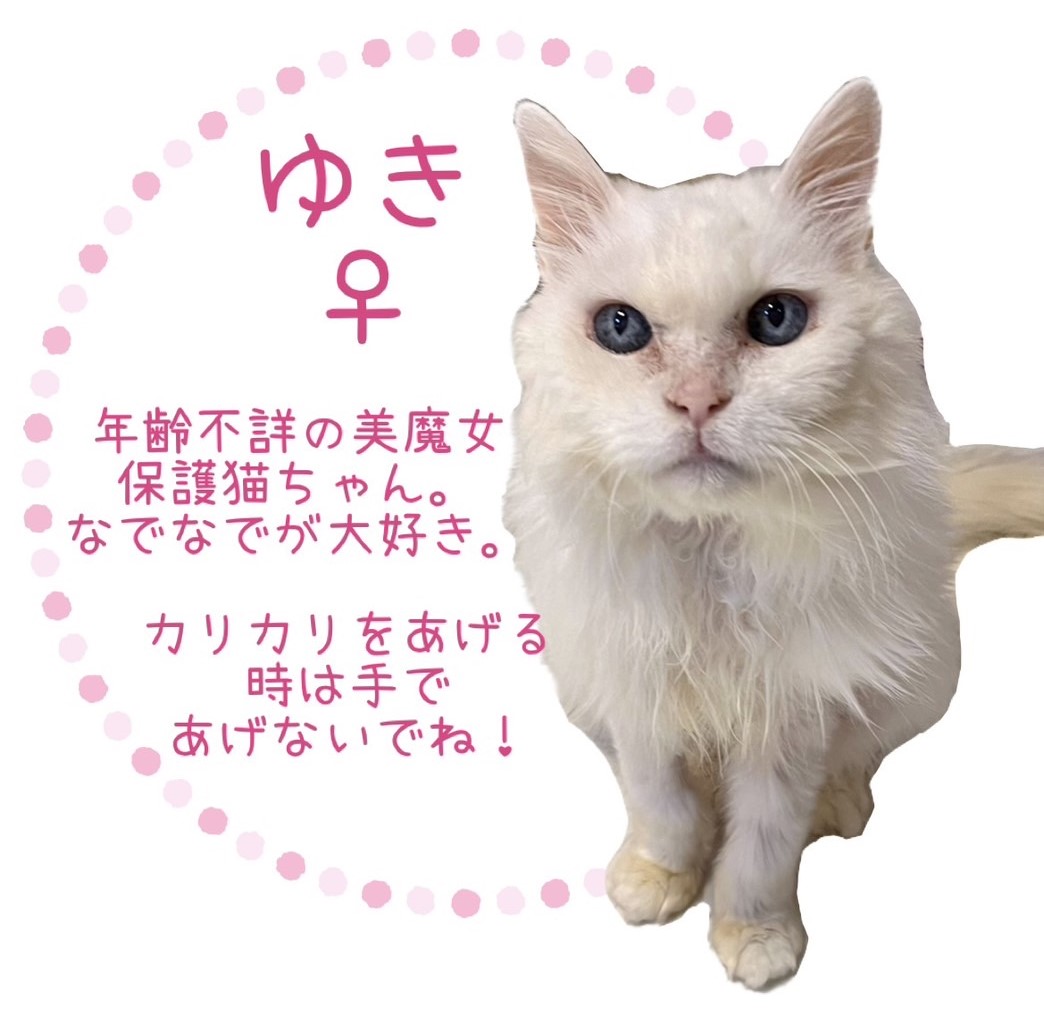 ゆき