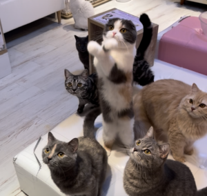 横浜 元町・中華街 猫カフェ猫ちゃんといっしょの猫たち