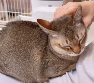猫ちゃんが膝に乗ってくつろぐ様子