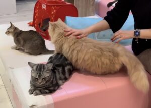 猫ちゃんにさわれます