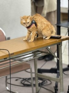 旅する猫、チャトラ