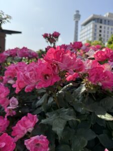 山下公園で見頃を迎えた赤いバラ