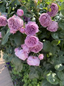 山下公園で見頃を迎えた紫のバラ
