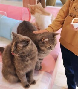 猫をなでなで