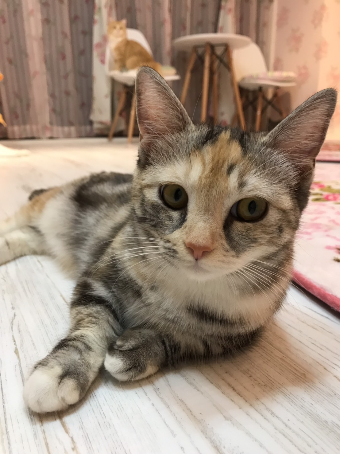 ブログはじめました。マンチカンの「だんご」ちゃんを紹介します。