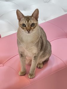 シンガプーラのワラビーくん