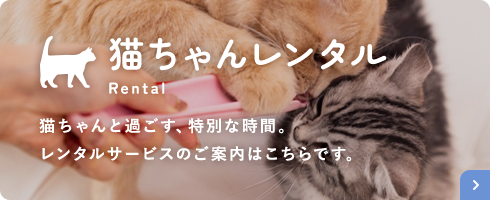 猫ちゃんレンタル