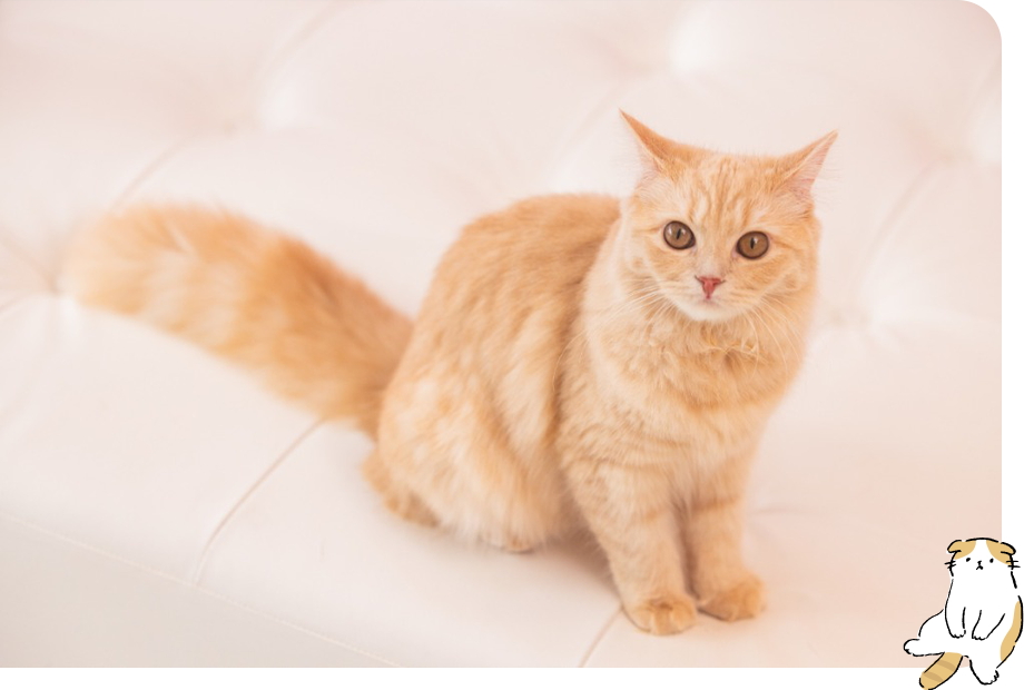 猫ちゃん紹介