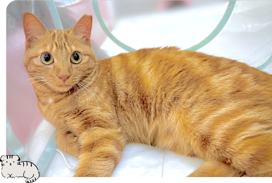 保護猫について