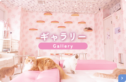 ギャラリー Gallery