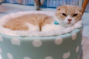 スコテッシュフォールドの「きぃ」くんです♪