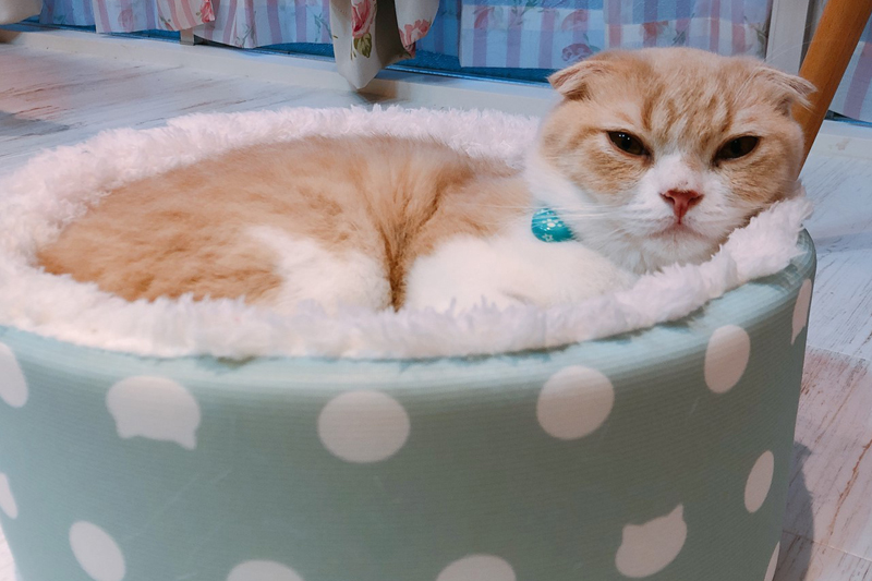スコテッシュフォールドの「きぃ」くんです♪