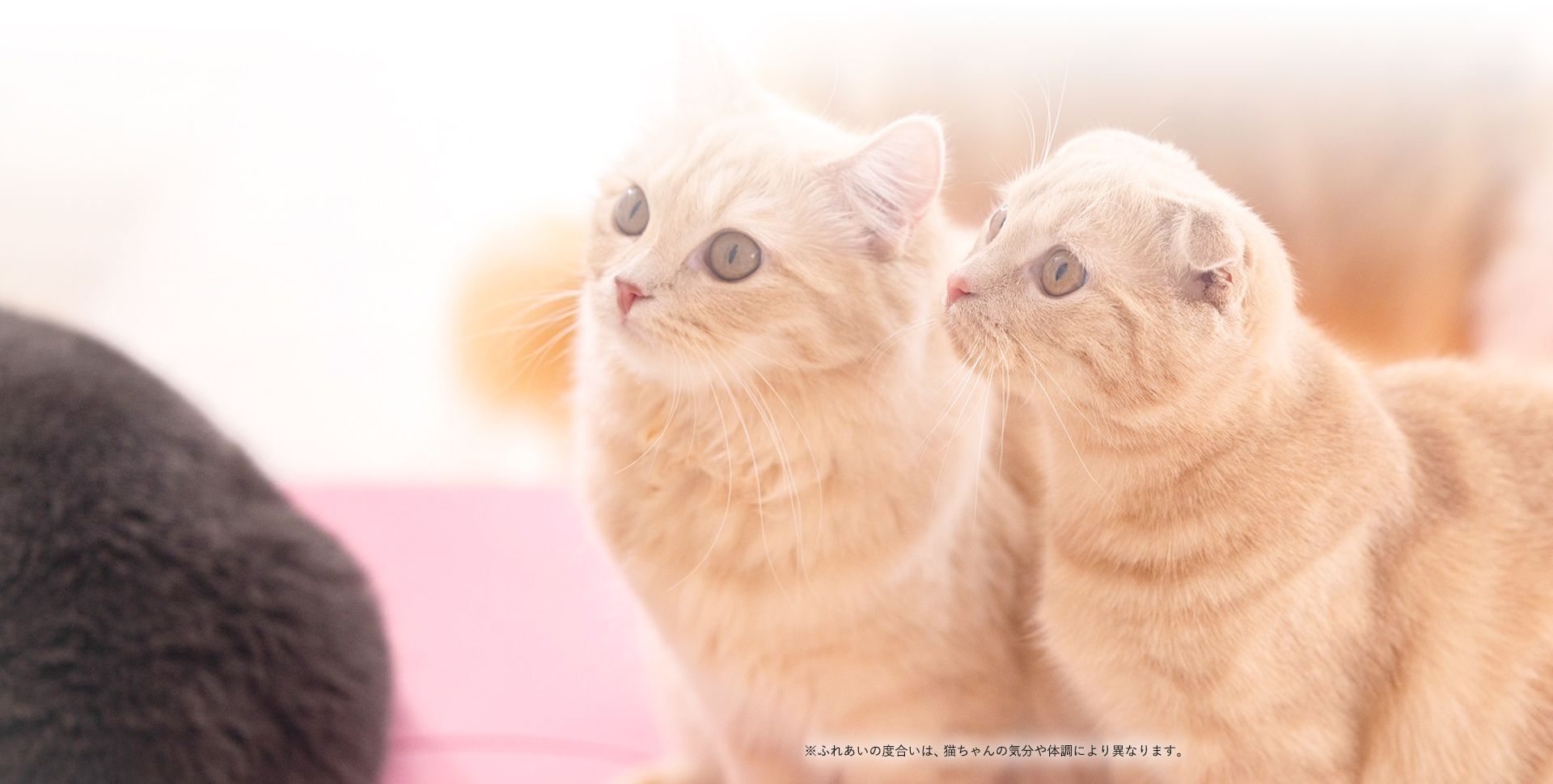猫ちゃんといっしょ