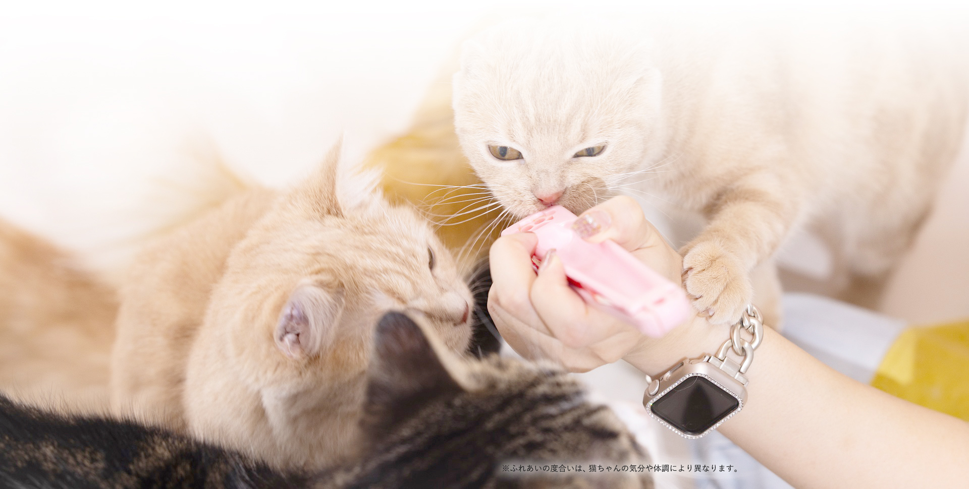 猫ちゃんといっしょ