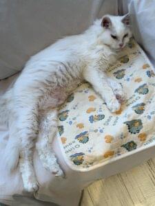 保護猫について