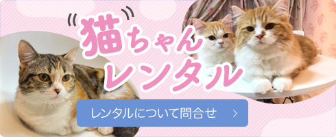 猫ちゃんレンタル 貸出 猫ちゃんを飼いたい方 必見 １週間15 000円 4週間35 000円の２プラン