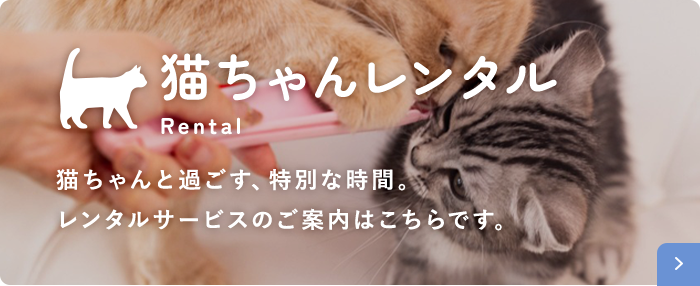 猫ちゃんレンタル