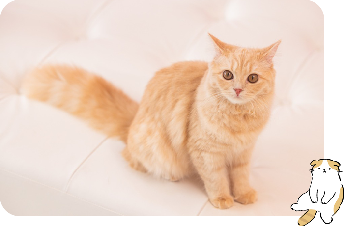 猫ちゃん紹介