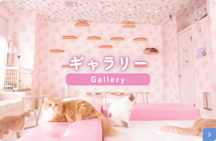 ギャラリー Gallery