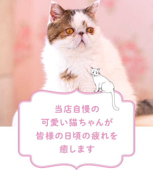 定番のお歳暮 可愛い猫ちゃんです