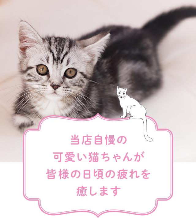 横浜元町・中華街 猫ちゃんといっしょ