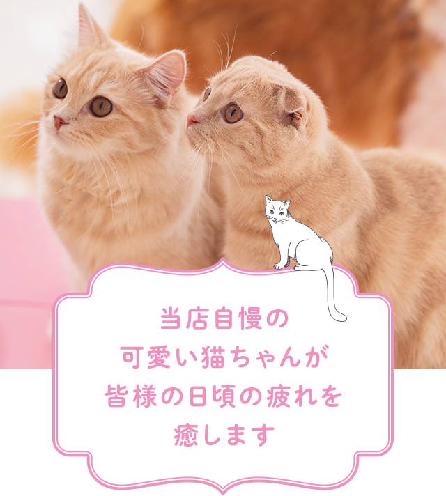 横浜元町・中華街 猫ちゃんといっしょ