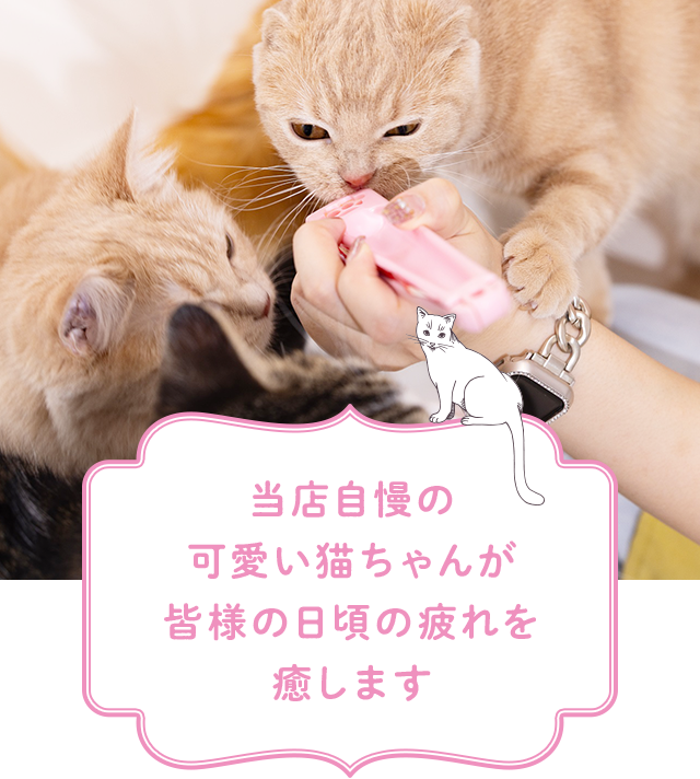 横浜元町・中華街 猫ちゃんといっしょ