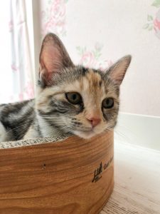 だんごちゃんお休みします(産休)