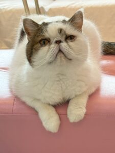 エキゾチックショートヘアのぶーちゃん