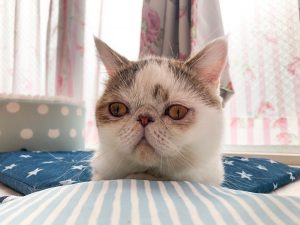 エキゾチックショートヘアの「ぶー」ちゃんです。
