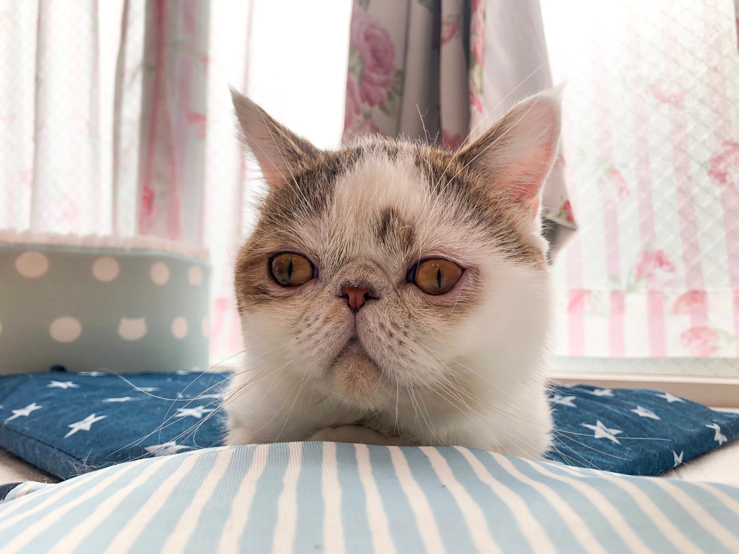 エキゾチックショートヘアの「ぶー」ちゃんです。