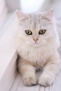 ペルシャの「わたげ」ちゃんです。